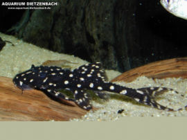 Acanthicus adonis - Elfenwels