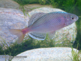 Acheilognathus tonkinensis - Roter China Bitterling