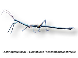 Achrioptera fallax - Türkisblaue Riesenstabheuschrecke