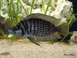 Altolamprologus calvus - Perlhuhncichlide