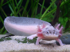 Ambystoma mexicanum - Axolotl Silber weiß mit schwarzen Augen