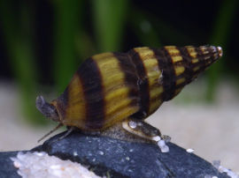 Anentome helena - Raubschnecke