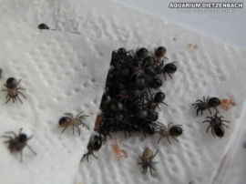 Aphonopelma seemani - Gestreifte Guatemala Vogelspinne