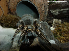 Aphonopelma seemanni