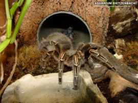 Aphonopelma seemanni