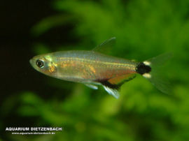 Aphyocharax paraguayensis - Paraguaysalmler