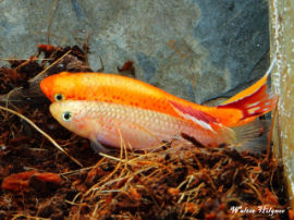 Aphyosemion australe - Gold