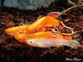 Aphyosemion australe - Gold