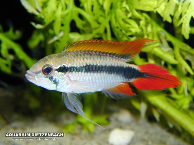 Apistogramma agassizi - Rotschwanz Agassizi