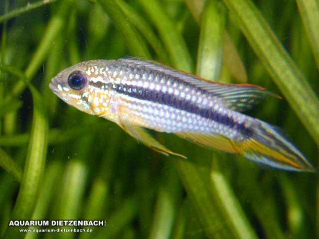 Apistogramma agassizi - Tefe II