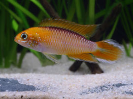 Apistogramma agassizi - Flame