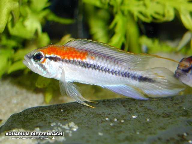 Apistogramma agassizii - Santarem- Rotrücken