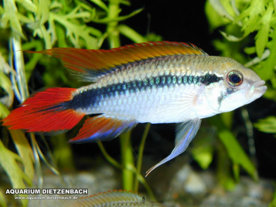 Apistogramma agassizii