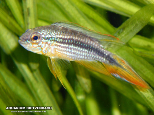 Apistogramma agassizii
