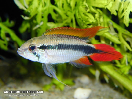 Apistogramma agassizii - Tefe II