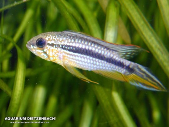 Apistogramma agassizii - Rotschwanz Agassizii