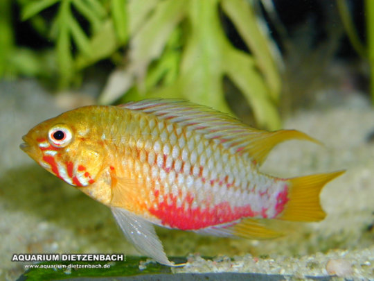 Apistogramma agassizii - Santarem - Rotrücken Apistogramma agassizii - Santarem - Rotrücken