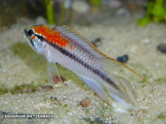 Apistogramma agassizii Apistogramma agassizii