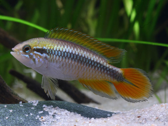 Apistogramma agassizi - Rotschwanz Agassizi Apistogramma agassizi - Rotschwanz Agassizi