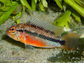 Apistogramma atahualpa