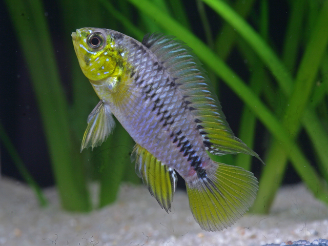 Apistogramma borelli - Gelber Zwergbuntbarsch