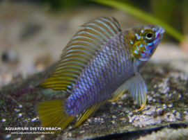 Apistogramma borelli