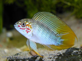 Apistogramma borelli