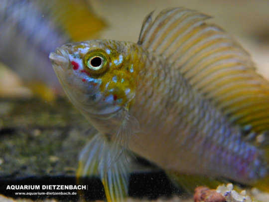 Apistogramma borelli - Blauer Zwergcichlide Apistogramma borelli - Blauer Zwergcichlide