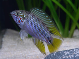 Apistogramma borelli - Opal Zwergcichlide