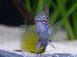 Apistogramma borelli - Opal Zwergcichlide