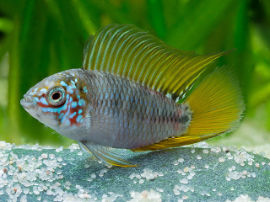 Apistogramma borelli - Opal Zwergbuntbarsch