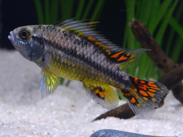 Apistogramma cacatuoides - Dreifachrot Apistogramma cacatuoides - Dreifachrot