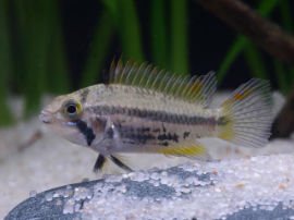 Apistogramma cacatuoides - Dreifachrot