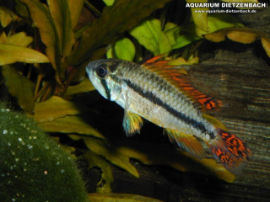 Apistogramma cacatuoides - Rot