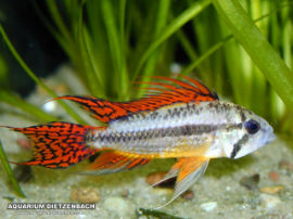 Apistogramma cacatuoides