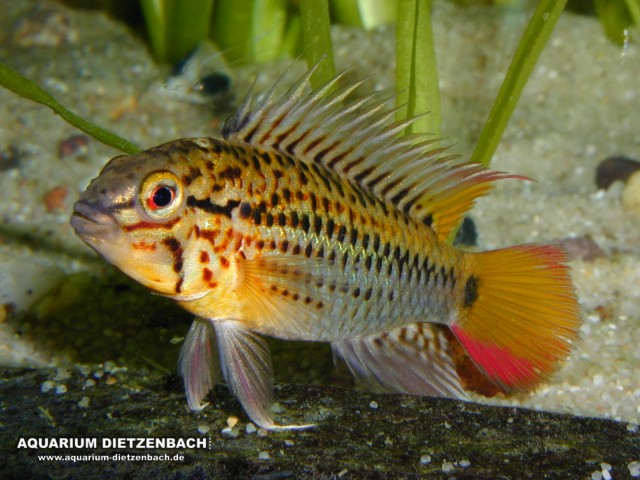Apistogramma guttata II