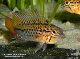 Apistogramma guttata II