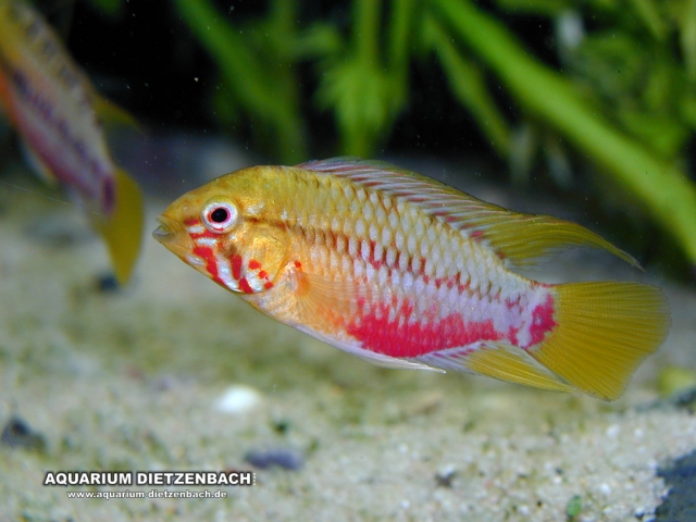 Apistogramma hongsloi II