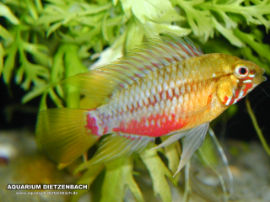 Apistogramma hongsloi II