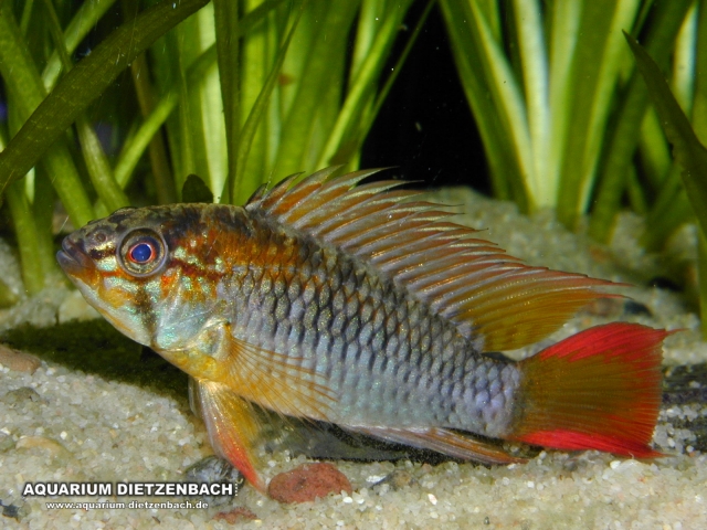 Apistogramma macmasteri - Villavicencio- Zwergbuntbarsch