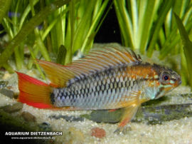 Apistogramma macmasteri