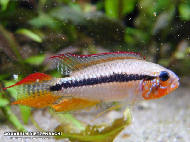 Apistogramma paucisquamis - Südamerika, Brasilien