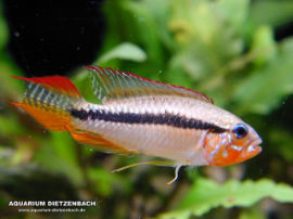 Apistogramma paucisquamis