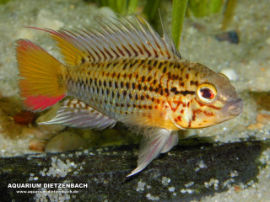 Apistogramma spec. - Zwergbuntbarsche