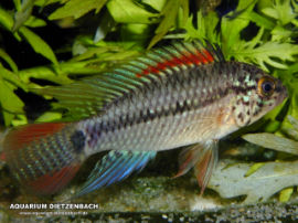 Apistogramma spec.