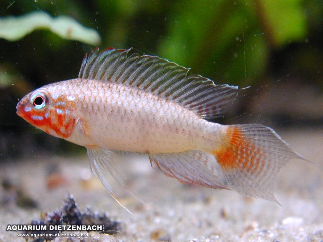 Apistogramma uaupesi - Blutkehl- Apistogramma, Rotkeil- Apistogramma