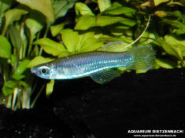 Aplocheilichthys macrophtalmus - Blauaugen-Leuchtaugenfisch