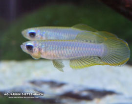 Aplocheilichthys normani - Normans Leuchtaugenfisch (Blue eye)