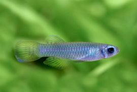Aplocheilichthys normani - Normans Leuchtaugenfisch