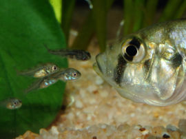 Astatotilapia aeneocolor - Weibchen entlässt Jungen